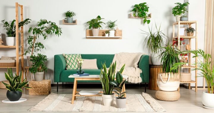 Decore sua casa com plantas fáceis de cuidar