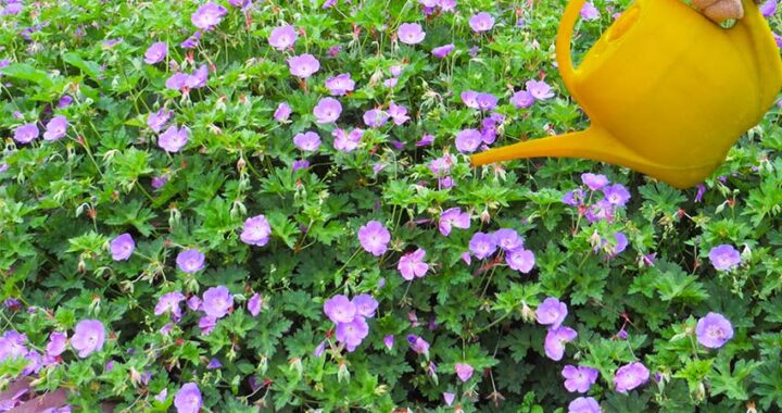 Flores que florescem o ano inteiro: dicas de cuidado